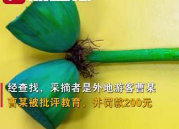 怒了！南京玄武湖并蒂蓮被游客摘下是怎么回事？(圖1)